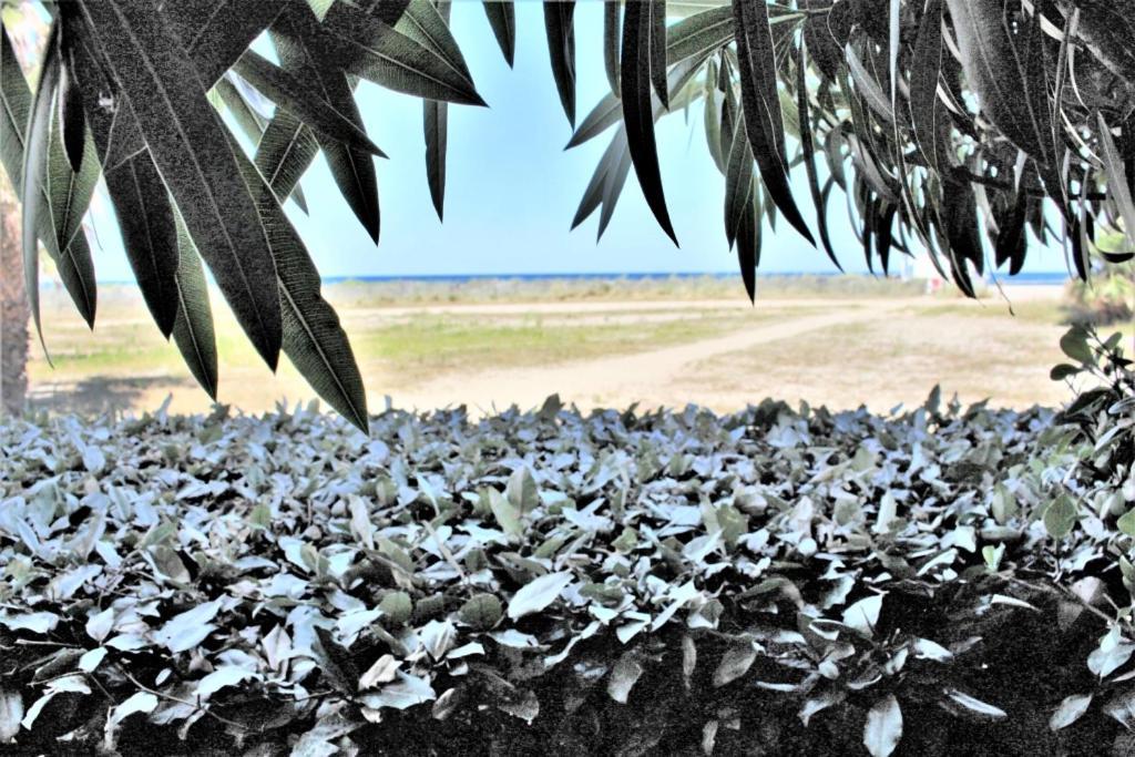 Mer Er Plage 403 Saint-Cyprien  Exteriör bild